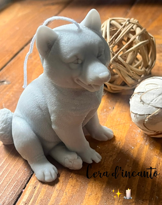 shiba 🐕