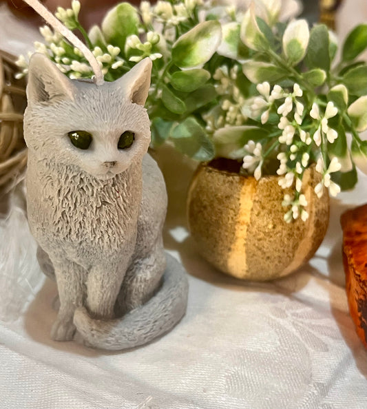 Gatto cenerino 🐱